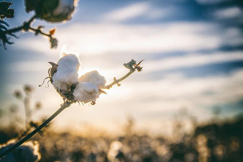 Noces de coton : 1 an de mariage, signification et idées cadeaux